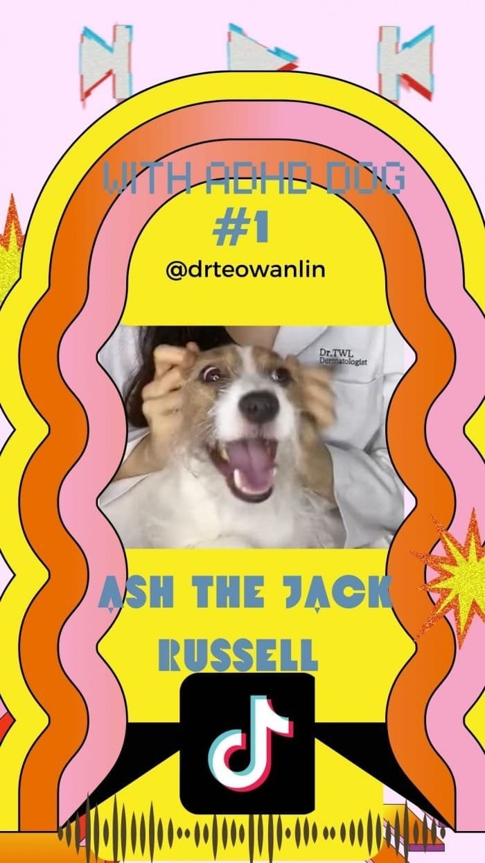 Jack Russell on TikTok