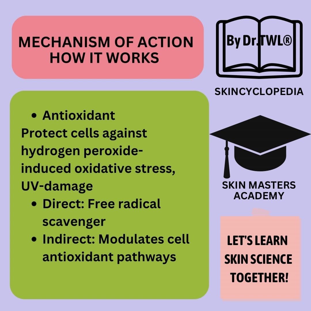 Resveratrol Skincare The AntiAging Hero Dermatologists